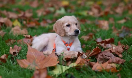 Mon chien mange tout ce qu'il trouve