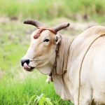 Fermes animalières : éducation et bien-être animal au cœur du projet