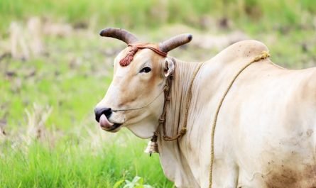 Fermes animalières : éducation et bien-être animal au cœur du projet