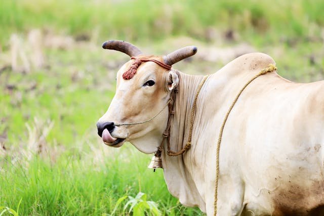 Ferme animalière : éduquer, protéger et transmettre