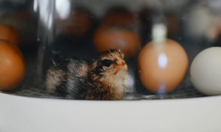 Choisir un incubateur pour les animaux de la ferme